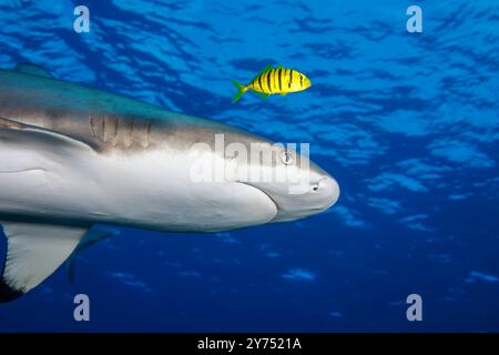 Un pesce pilotato dorato, Gnathanodon specioisus, cavalca con questo squalo pinna nera della barriera corallina, Carcharhinus melanopterus, al largo dell'isola di Yap, Federated Foto Stock