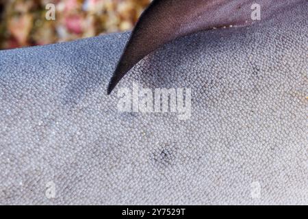 La pelle di squalo è composta da scaglie placoidi, chiamate anche denticoli dermici. Si tratta di uno sguardo da vicino alle piccole strutture simili a denti su uno squalo pinna bianca della barriera corallina Foto Stock