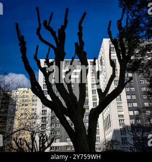Rami di alberi sagomati contro un cielo luminoso e moderni condomini nel tardo pomeriggio Foto Stock