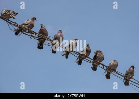 Un branco di piccioni si trova su fili ad alta tensione Foto Stock