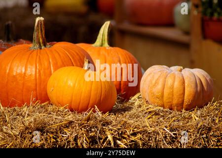 Bellissime zucche arancioni, di diverse dimensioni, giacciono sull'erba secca, sul fieno. Composizione autunnale. Foto Stock