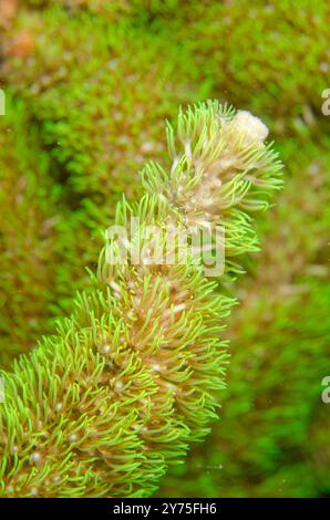 Pacific Encrusting gorgonian, Briareum stechei, Secret Garden, East Timor Foto Stock