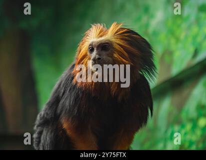 tamarin leone con testa d'oro arroccato su un ramo tra il vivace fogliame in un ambiente tropicale Foto Stock