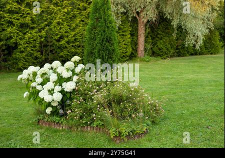 Bella e lussureggiante Hydrangea arborescens comunemente nota come ortensia liscia o corteccia di sevena che cresce nel giardino di casa in estate. Foto Stock