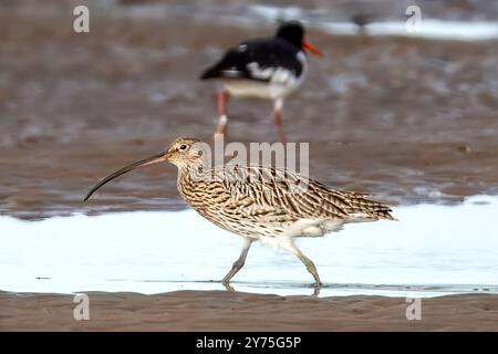Curlew, con European Oystercatcher, Blakeney Point, Norfolk, Regno Unito Foto Stock