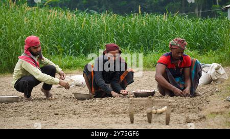 Agricoltori del Bangladesh in Asia. Alcuni agricoltori stanno piantando organismi sulla terra. La foto è stata scattata il 23 ottobre 2023 a Khulna, Bangladesh. Foto Stock