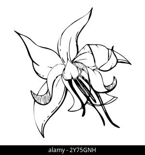 Caffè cacao cacao fiore di vaniglia, esotica illustrazione botanica tropicale. Stabilimento Maya azteco messicano. Vettore di inchiostro disegnato a mano. Elemento singolo isolato Illustrazione Vettoriale