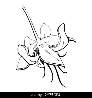 Caffè cacao cacao fiore di vaniglia, esotica illustrazione botanica tropicale. Stabilimento Maya azteco messicano. Vettore di inchiostro disegnato a mano. Elemento singolo isolato Illustrazione Vettoriale