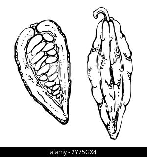 Caffè cacao fagioli di cacao noci cialde di semi, albero stilizzato. Stabilimento Maya azteco messicano. Illustrazione botanica del vettore di inchiostro disegnato a mano. Singolo isolato Illustrazione Vettoriale