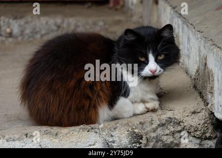 Un morbido gatto bianco e nero poggia su un muro di cemento sulla strada. Foto Stock