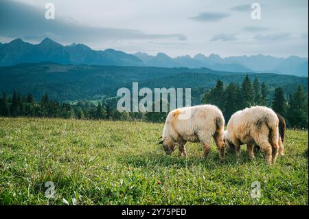 Pecore che fioriscono su pascoli fertili con gli spettacolari alti Tatra che torreggiano alle spalle: Un'idea della vita agricola dei latticini in Slovacchia e Polonia Foto Stock