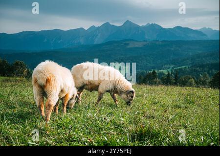 Pecore che pascolano su lussureggianti campi verdi con gli incantevoli alti Tatra come sfondo panoramico: Esplorando le pratiche casearie della Slovacchia e della Polonia Foto Stock