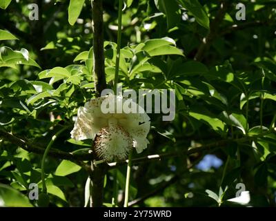 Fiore color crema di breve durata dell'albero baobab africano. Inflorescenza di Adansonia digitata. Il fiore è fertile solo per un giorno Foto Stock