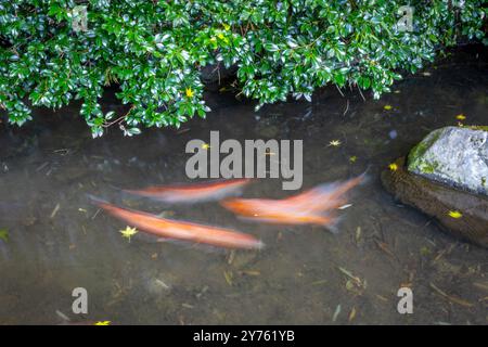 Immagine a lunga esposizione di pesci carpa di koi presso la cascata e lo stagno di Kinkengu Fudou-daki, vicino a Tsurugi, in Giappone Foto Stock