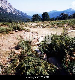 Schweine faulenzen an der Passstraße col de Vergio zwischen den Departememts Haute-Corse und Corse-du-Sud auf der Insel Korsika, um 1985. Foto Stock