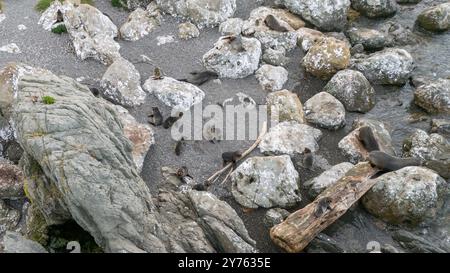 Le colonie di foche riposano a prendere il sole sulla spiaggia rocciosa di mare, vista aerea Foto Stock