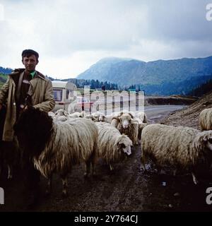 Ein Hirte mit Seiner Schafherde auf einer Landstraße zwischen Rozaje (Rožaje) in Montenegro und Peja im Kosovo; im Hintergrund der Mercedes Benz /8 und Wohnwagen von Fotografin Leonore Ander und ihrem Mann, um 1981. Foto Stock