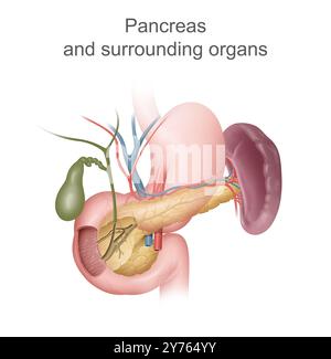 Illustrazione del pancreas e degli organi circostanti Foto Stock