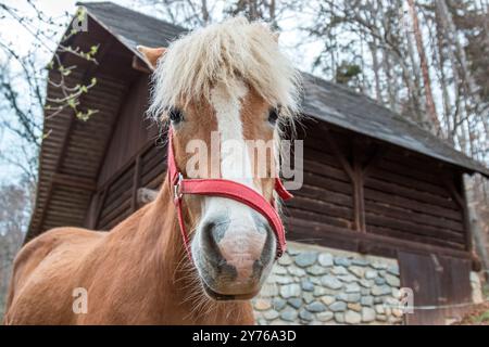 Primi piani di cavallo. Foto Stock