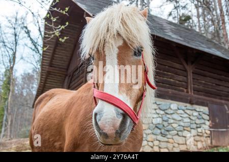 Primi piani di cavallo. Foto Stock