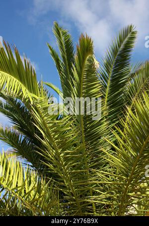 Canary Island Date Palm, Phoenix canariensis, Arecaceae. Fuerteventura, Isole Canarie, Spagna, Europa. Foto Stock