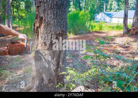 Forester taglia un grande albero vecchio e danneggiato con una motosega per scopi sanitari Foto Stock