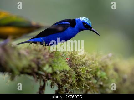 Honeycreeper a gambe rosse (Cyanerpes cyaneus) della Costa Rica Foto Stock