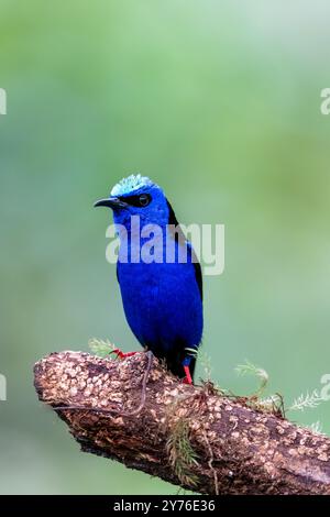 Honeycreeper a gambe rosse (Cyanerpes cyaneus) della Costa Rica Foto Stock