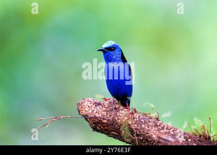 Honeycreeper a gambe rosse (Cyanerpes cyaneus) della Costa Rica Foto Stock