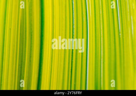 Vista dall'alto dell'acquerello verde e giallo adatto per la carta da parati o il design decorativo. Foto Stock