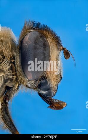 Faccia con grandi occhi composti dei bombylani hoverfly Volucella. Foto Stock