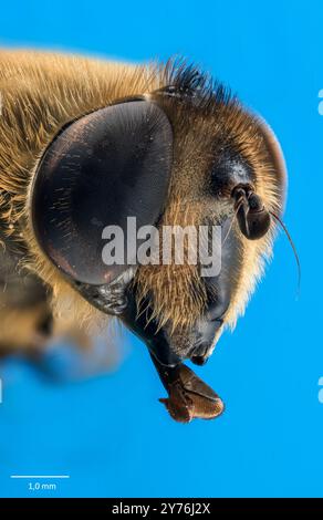 Faccia con grandi occhi composti dei bombylani hoverfly Volucella. Foto Stock