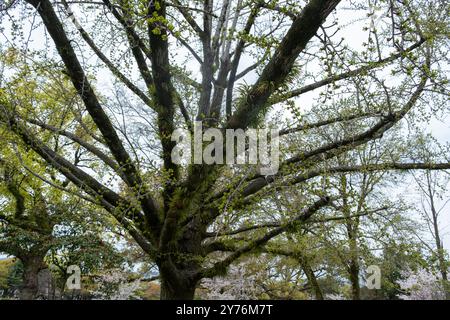 Felci Evergreen Lepisorus thunbergianus su un ramo di albero ginko biloba. Fiori di ciliegio sullo sfondo, flora giapponese, parco giapponese in primavera Foto Stock