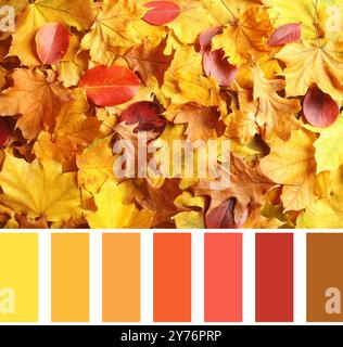 Sfumature di caduta. Immagine delle foglie autunnali e della tavolozza dei colori corrispondente Foto Stock