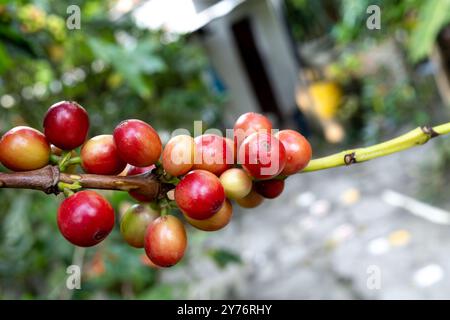 Caffè colombiano biologico con gli agricoltori che raccolgono in azienda. la raccolta di frutti di caffè robusta e arabica da parte degli agricoltori, la raccolta di caffè arabica cof Foto Stock