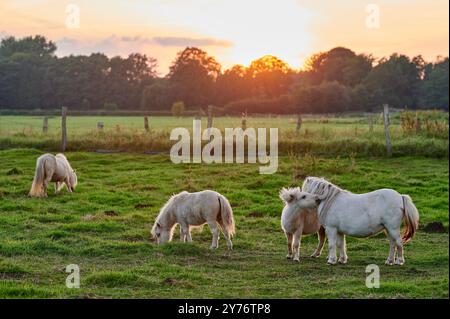 i pony bianchi con i bangs giocano in un prato verde durante una bella giornata e il sole al tramonto Foto Stock