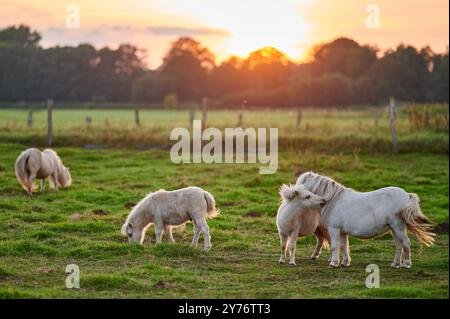 i pony bianchi con i bangs giocano in un prato verde durante una bella giornata e il sole al tramonto Foto Stock