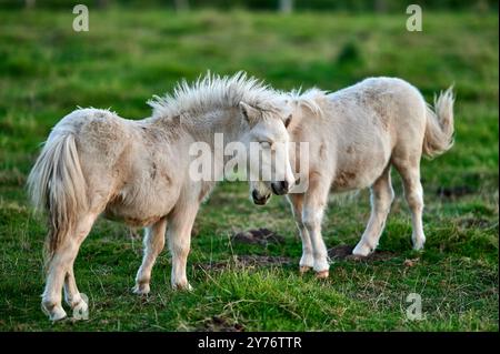 i pony bianchi con i bangs giocano in un prato verde durante una bella giornata e il sole al tramonto Foto Stock