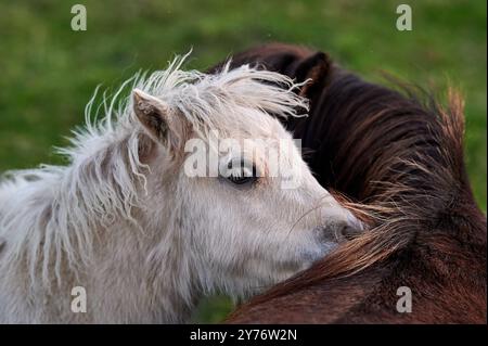 i pony bianchi e marroni con i bangs giocano in un prato verde durante una bella giornata e il tramonto Foto Stock