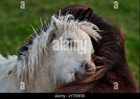 i pony bianchi e marroni con i bangs giocano in un prato verde durante una bella giornata e il tramonto Foto Stock