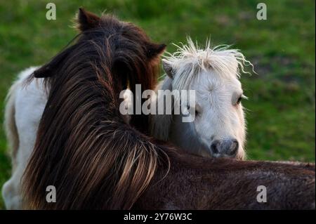 i pony bianchi e marroni con i bangs giocano in un prato verde durante una bella giornata e il tramonto Foto Stock