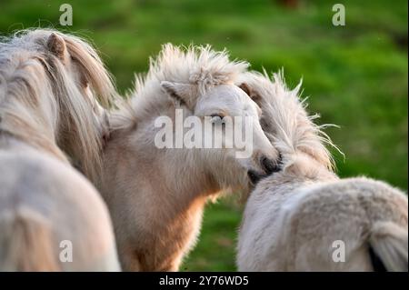 i pony bianchi con i bangs giocano in un prato verde durante una bella giornata e il sole al tramonto Foto Stock