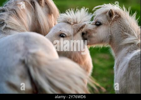 i pony bianchi con i bangs giocano in un prato verde durante una bella giornata e il sole al tramonto Foto Stock