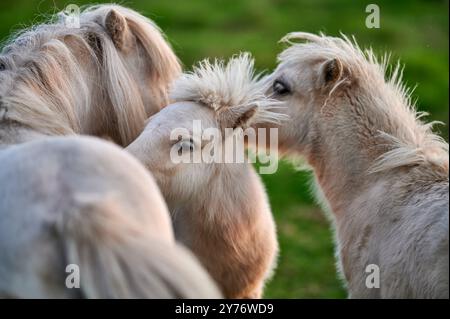 i pony bianchi con i bangs giocano in un prato verde durante una bella giornata e il sole al tramonto Foto Stock