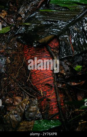 Radici di corteccia rossa che emergono nella foresta pluviale amazzonica bagnata Foto Stock