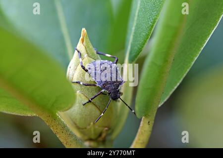 vista ravvicinata di una cimice marmorata marrone su un germoglio verde di rododendro e sfondo sfocato Foto Stock