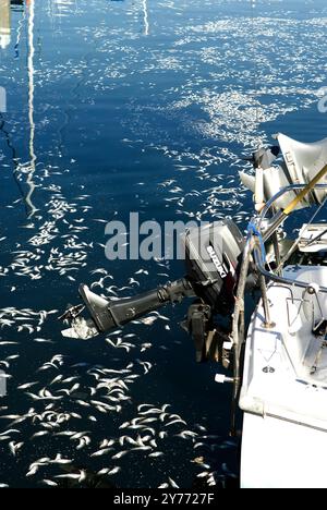 Immagini sconvolgenti di un enorme pesce che muore nelle acque della California, evidenziando gravi impatti di inquinamento. Le conseguenze sono devastanti per i marine locali Foto Stock