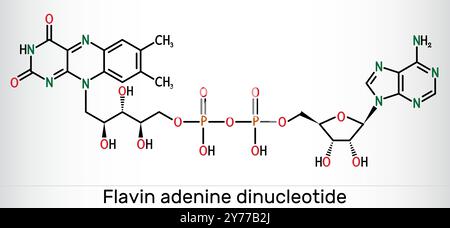 Flavin adenine dinucleotide, molecola FAD. Coenzima redox-attivo essenziale coinvolto nella produzione di energia e nel metabolismo. Formula chimica strutturale. Illustrazione Vettoriale