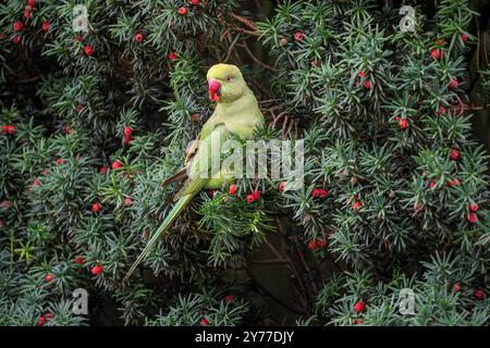 Femmina di parrocchetto con anelli di rosa, Psittacula krameri che mangia frutti di bosco di un albero di taxus Foto Stock