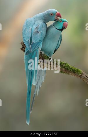 Parrocchetto con anelli di rosa, parrocchetto con collo ad anello, mutazione, turchese maschio femmina blu, Psittacula krameri Foto Stock